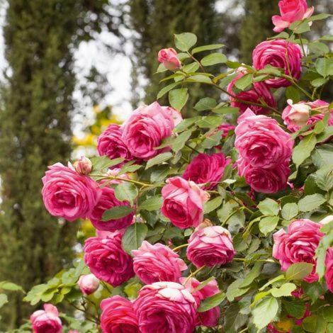 Chez Fleur Bed & Breakfast Avignon Ngoại thất bức ảnh